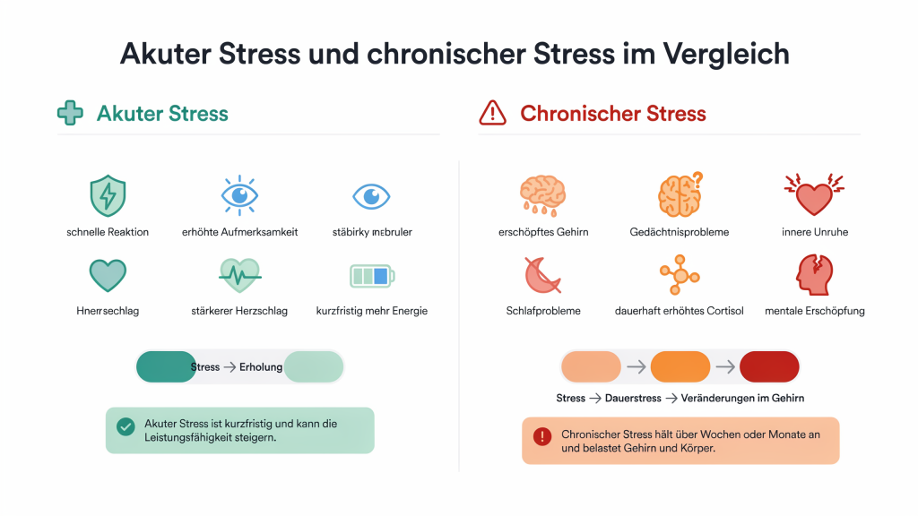 Vergleich von akutem und chronischem Stress mit Auswirkungen auf Gehirn, Konzentration, Schlaf und Cortisol.