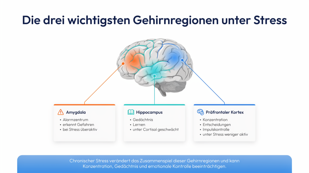 Infografik zeigt Amygdala, Hippocampus und präfrontalen Kortex sowie deren Veränderungen bei chronischem Stress.