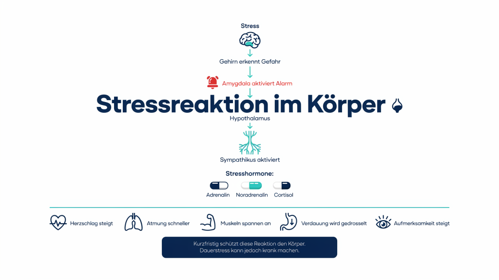Was passiert im Körüer bei Stress